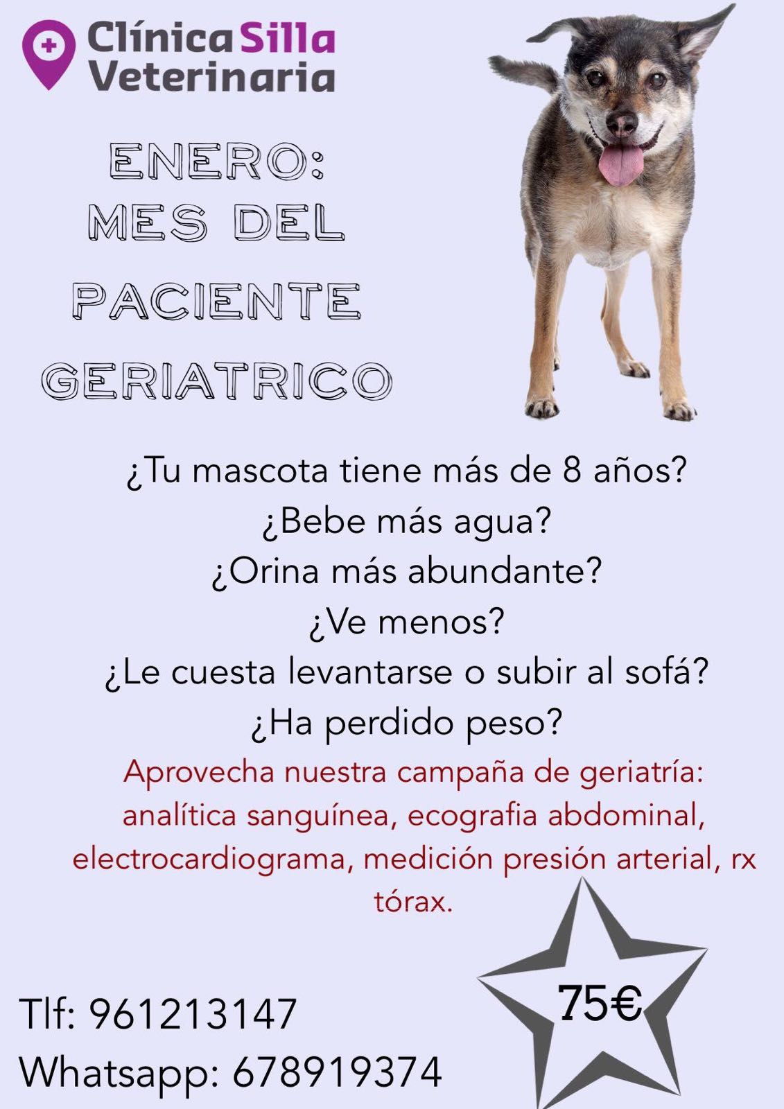 Campaña del animal geriatrico (mayor de 8 años). 