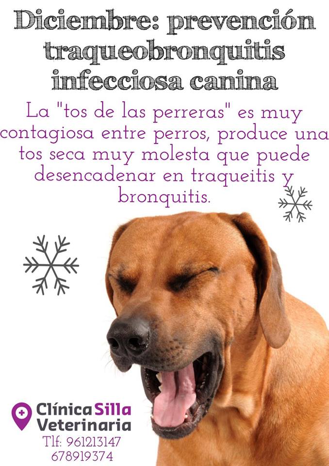 Campaña diciembre: 25% dto vacuna tos de las perreras