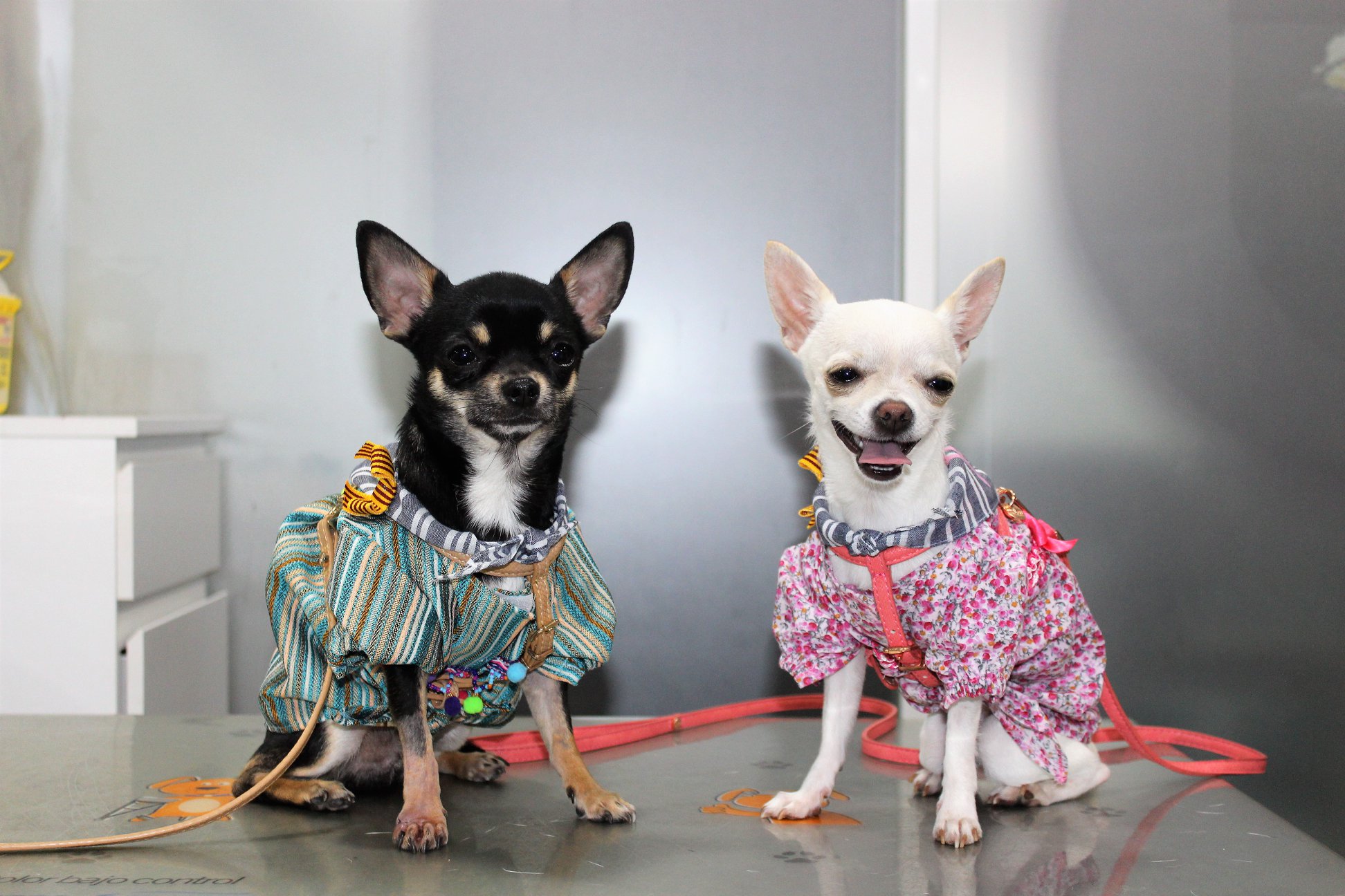 gordo y perla
