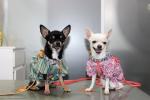 gordo y perla