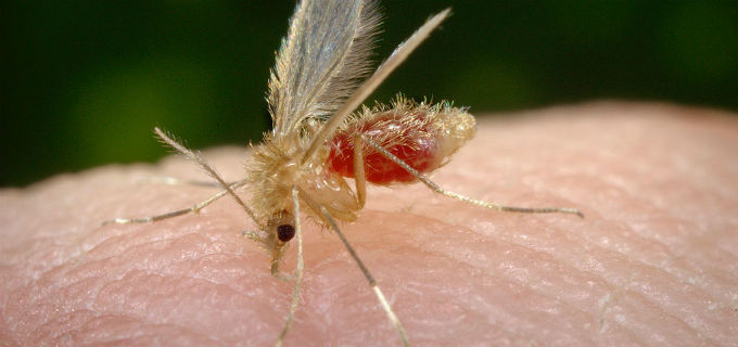 Leishmania