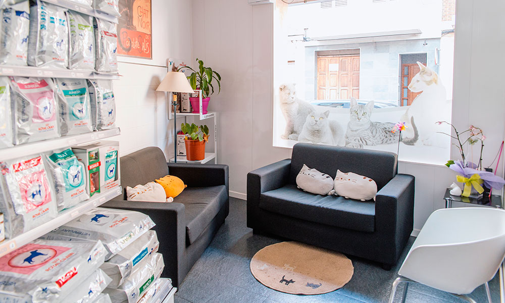 Imagen sala espera felina - tienda