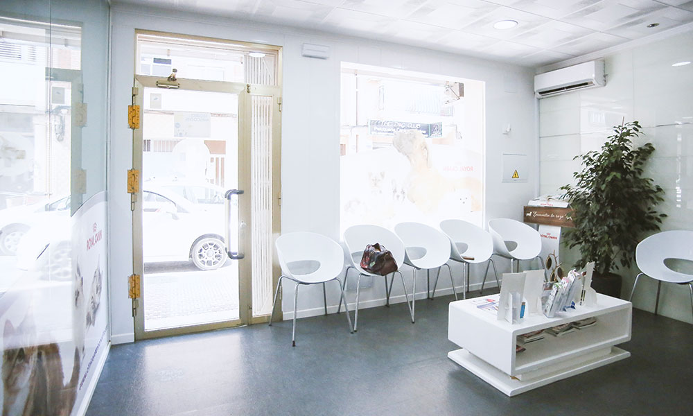 Imagen sala de espera canina - recepción