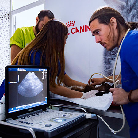 Imagen diagnostico por imagen